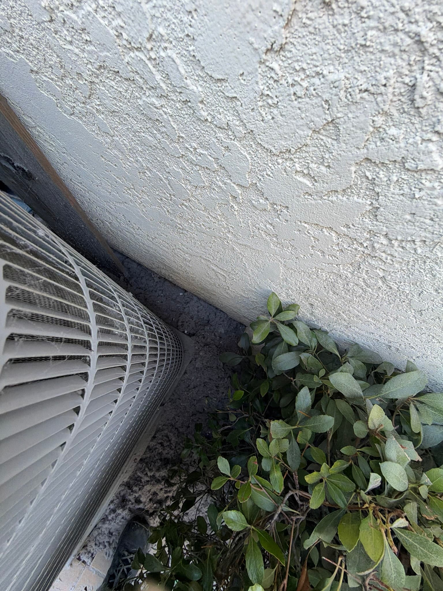 Exterior louvered plastic dryer vent hood mounted low on a stucco wall, with dense shrubbery growing up against the siding near the vent opening.